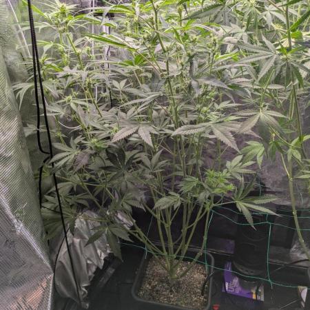 Northern Cheese Haze Auto