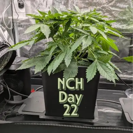 Northern Cheese Haze Auto