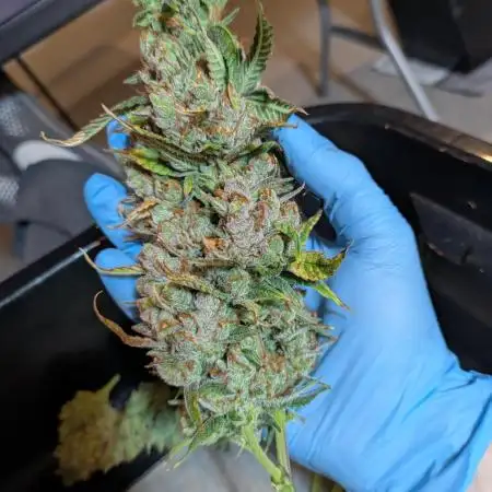 Girl Scout Cookies Auto