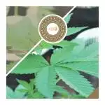 Royal Queen Seeds - Shining Silver Haze