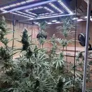 Blue Zushi Dutch Passion RDWC