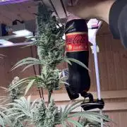 Blue Zushi Dutch Passion RDWC