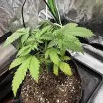 GR420 2025 grow off