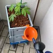 Lemon Tree Balkon