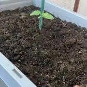 Lemon Tree Balkon