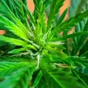 Cookies Haze - Balcony '26