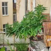 Cookies Haze - Balcony Grow