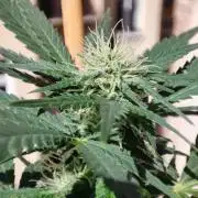 Cookies Haze - Balcony '26