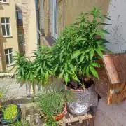 Cookies Haze - Balcony Grow