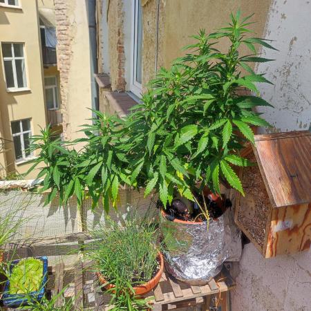 Cookies Haze - Balcony Grow