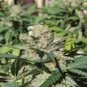 Cookies Haze - Balcony '26
