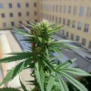 Purple Haze Auto by FastBuds
