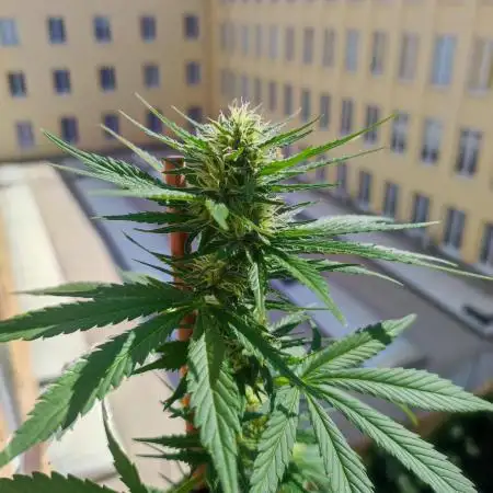 Purple Haze Auto by FastBuds