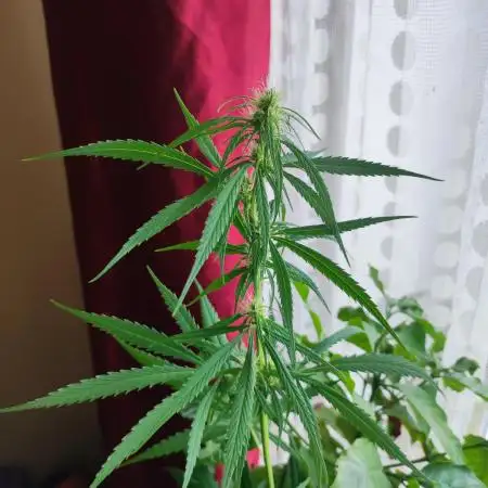 Purple Kush Auto - Solo Cup Challenge