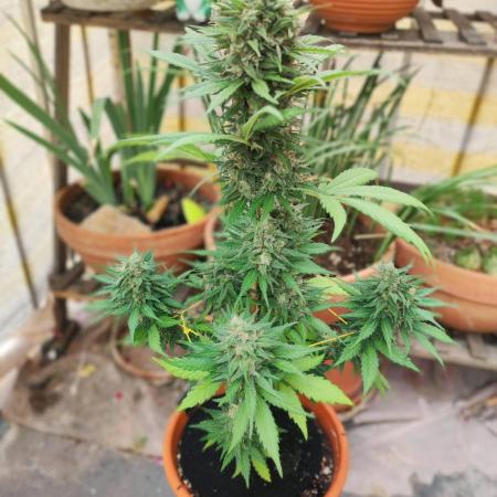 Purple Haze Auto - Balcony Grow