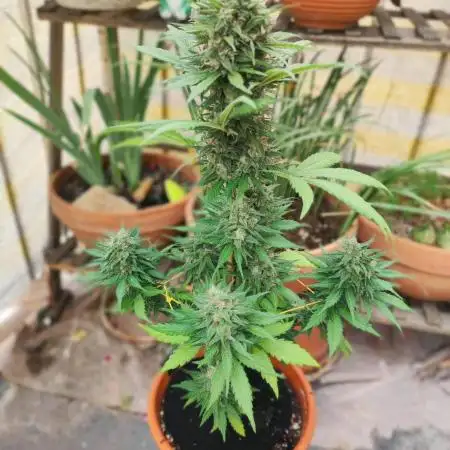 Purple Haze Auto by FastBuds