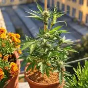 Big Devil XL Auto - Balcony '26