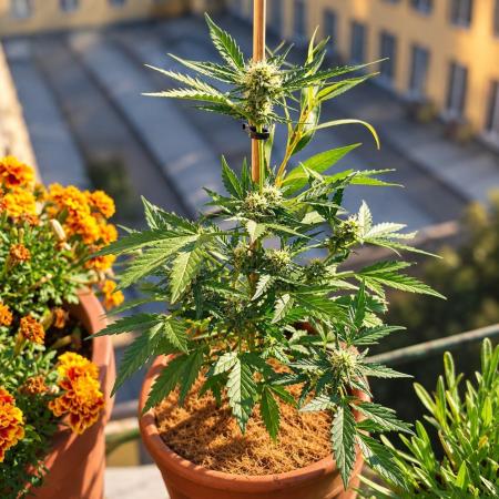 Big Devil XL Auto - Balcony '26