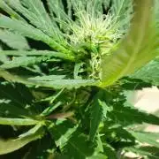 Cookies Haze - Balcony '26