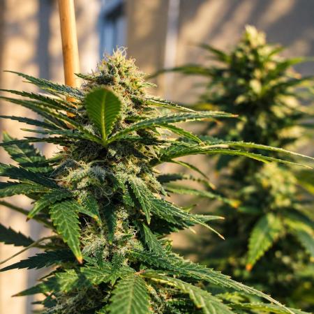 Cookies Haze - Balcony '26