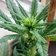 Purple Haze Auto by FastBuds