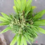 Purple Haze Auto - Balcony Grow