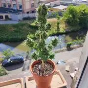 Purple Haze Auto - Balcony Grow