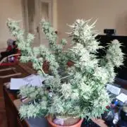 Cookies Haze - Balcony '26
