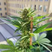 Purple Haze Auto by FastBuds