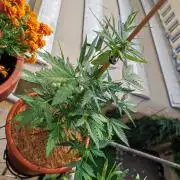 Big Devil XL Auto - Balcony '26