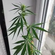 Purple Kush Auto - Solo Cup Challenge