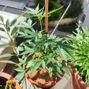 Big Devil XL Auto - Balcony '26