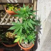 Purple Haze Auto by FastBuds