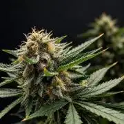 Cookies Haze - Balcony '26