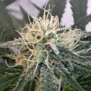Cookies Haze - Balcony '26