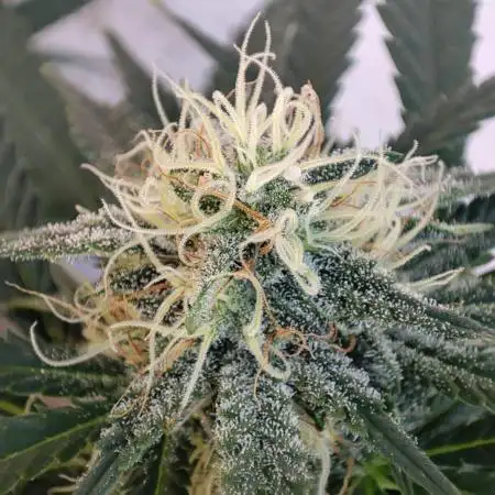 Cookies Haze - Balcony '26