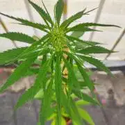 Purple Kush Auto - Solo Cup Challenge