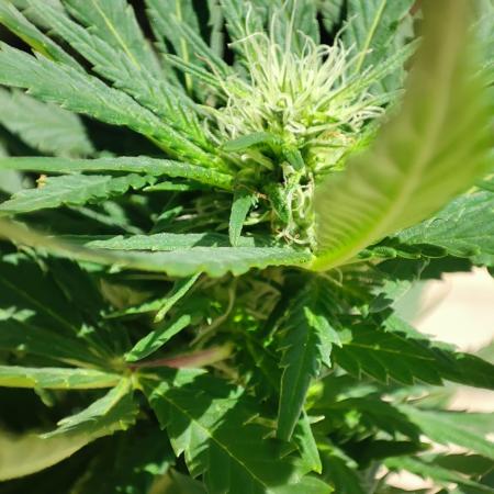 Cookies Haze - Balcony '26