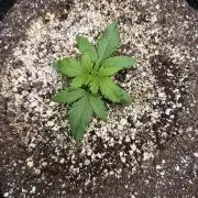 Jelly Donuts Auto by Humboldt Seed Co