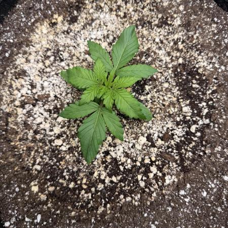 Jelly Donuts Auto by Humboldt Seed Co