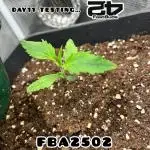 Fastbuds seeds test FBA