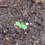 Lemon cherry cookies
