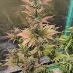 Papaya cookies