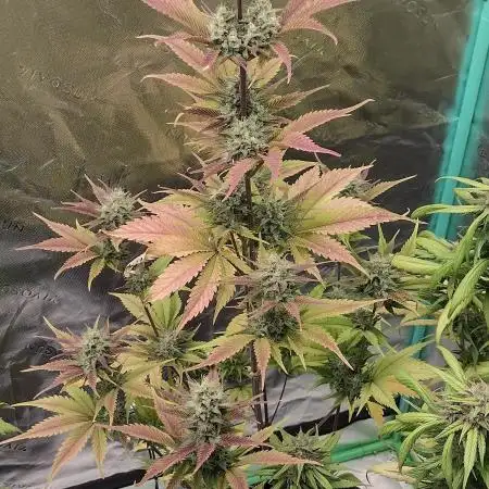 Papaya cookies