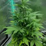 Lemon cherry cookies