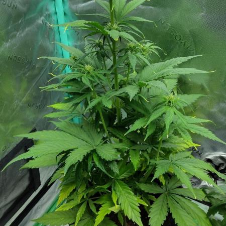 Lemon cherry cookies