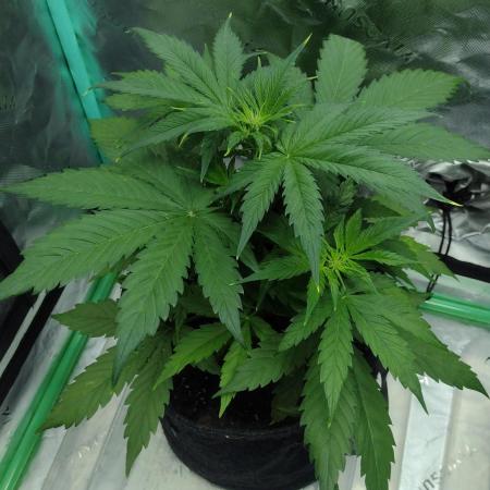 Lemon cherry cookies