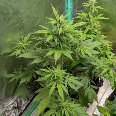 Banana purple punch