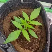 Lemon cherry cookies