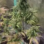 Banana purple punch